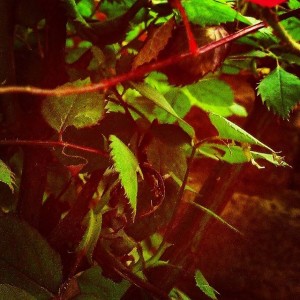 instagram spring flowers photography