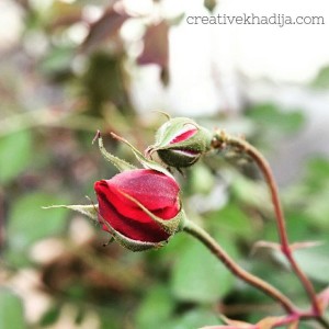 instagram spring flowers photography