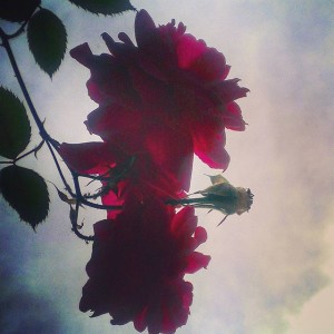 instagram spring flowers photography