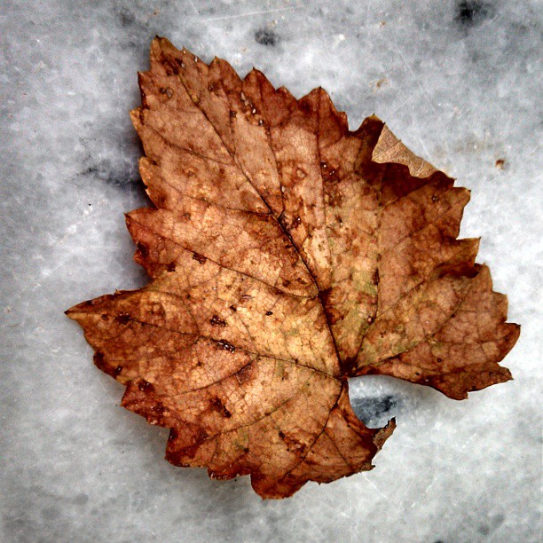 fall leaf photography