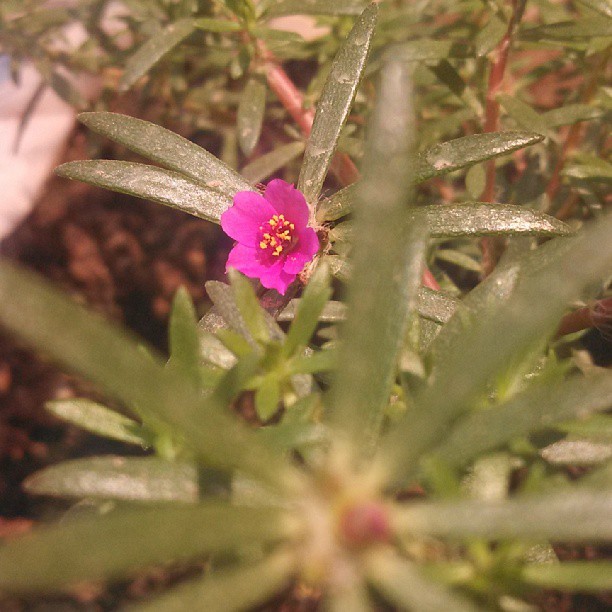 smartphones photography flower
