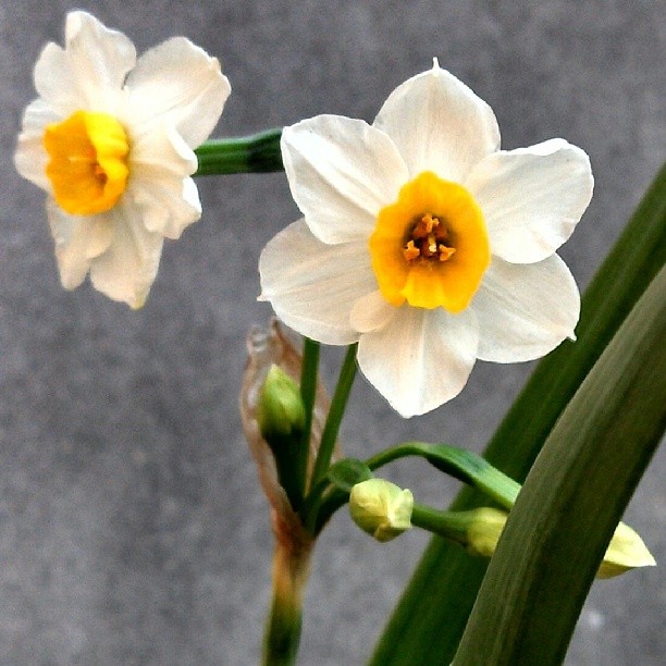 daffodils 1