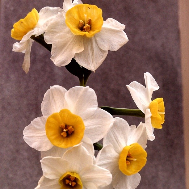 daffodils 4