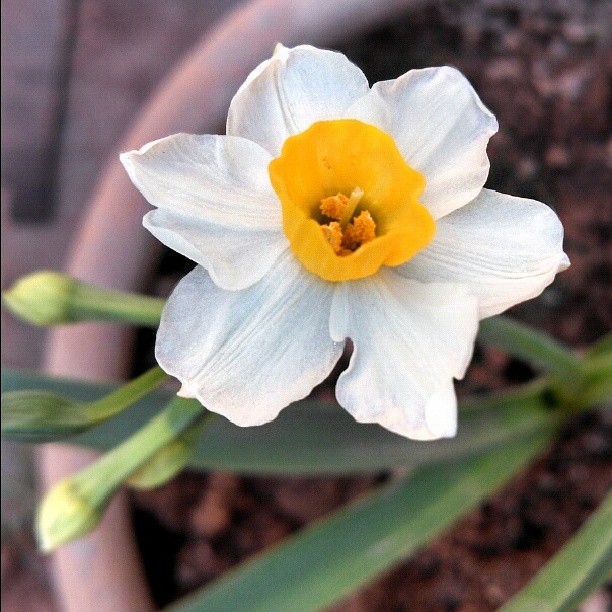 daffodils 3