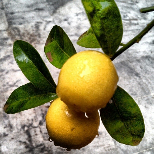 lemons spring