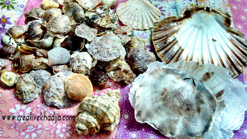 shells from cadiz beach shells in pakistan