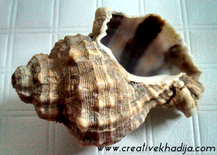 cadiz beach shells
