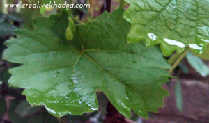 rainy leaf