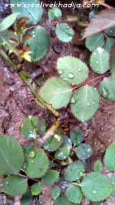 rose plant leaf