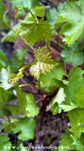 green plants