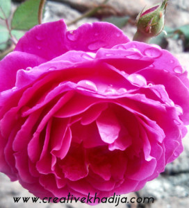 rose images