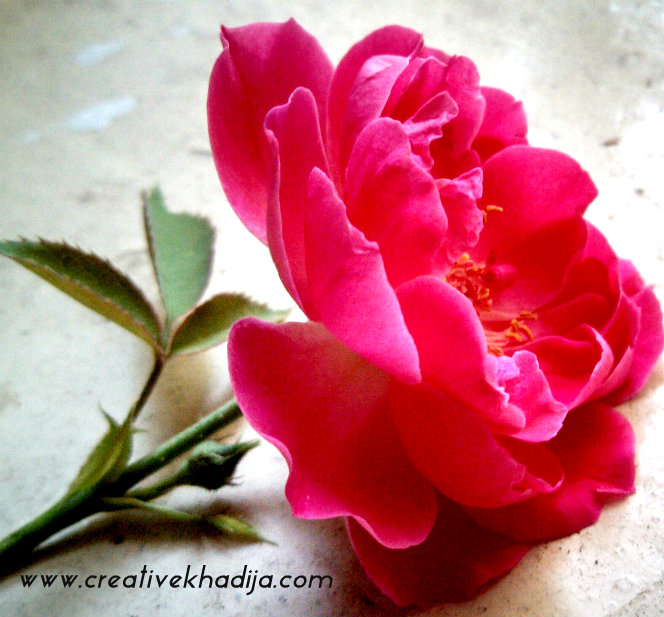rose flower photography
