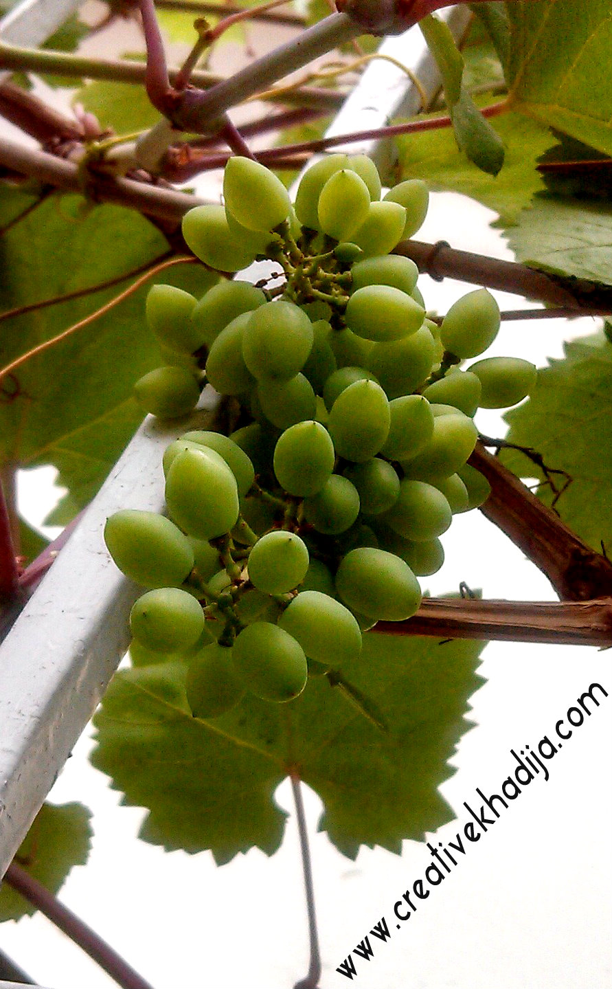 fresh grapes photography