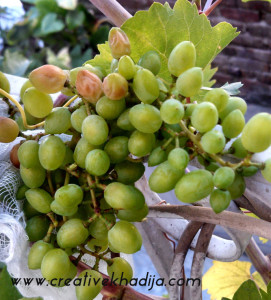 fresh grapes photography