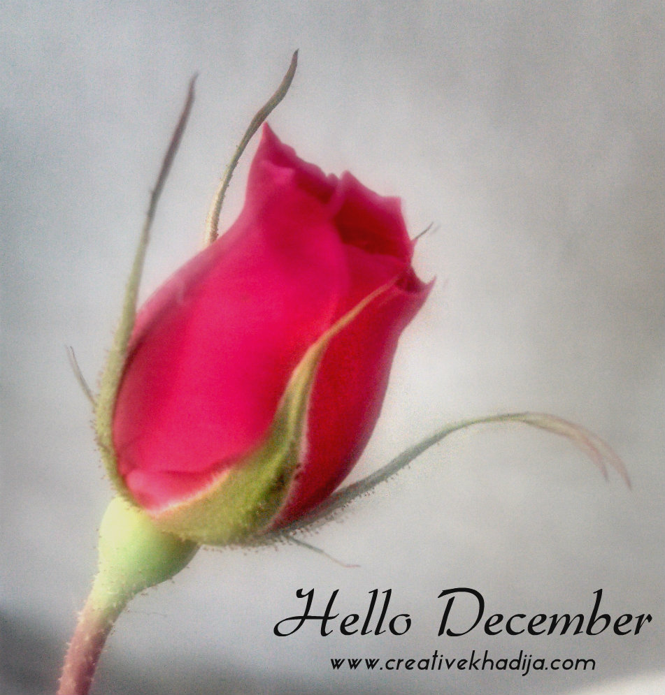 December flower photography
