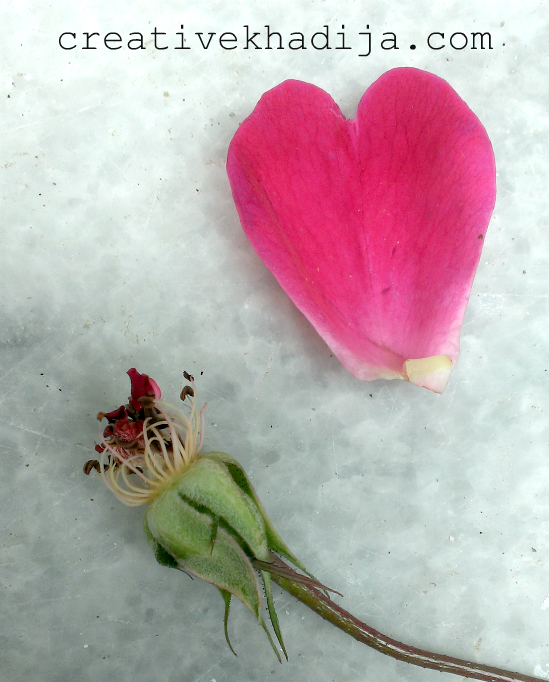 valentine-day-flowers-rose-heart-red