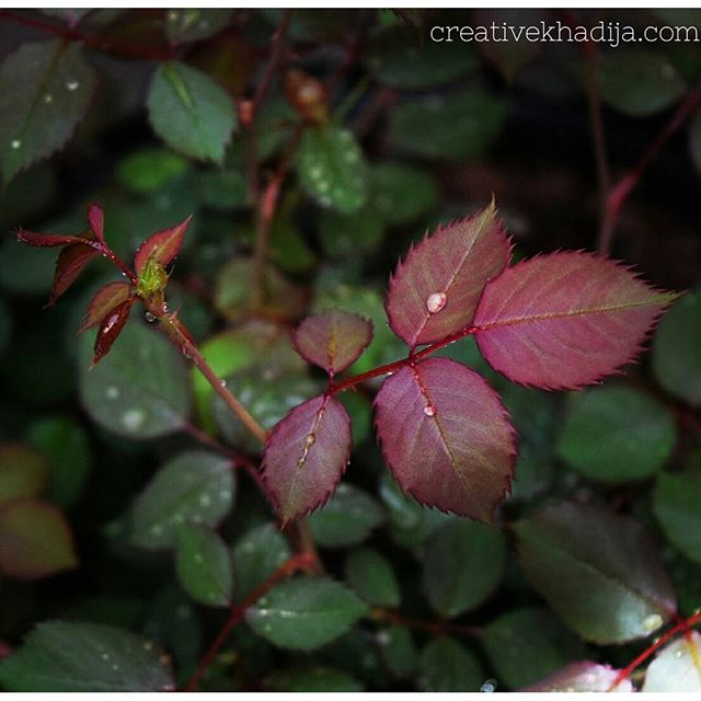 Spring Is Here-Enjoy Fresh Buds and Nature Clicks