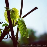 Spring Is Here-Enjoy Fresh Buds and Nature Clicks