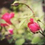instagram spring flowers photography