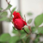 creative-khadija-photography-spring-flowers-roses