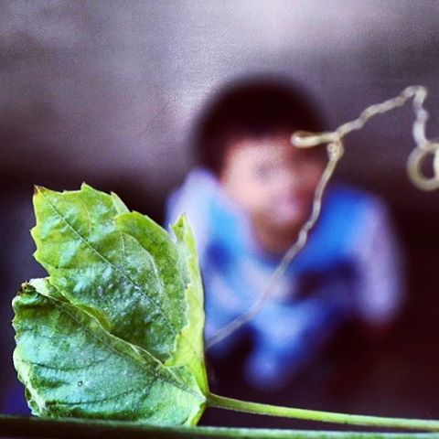 creative-khadija-photography-spring-flowers-roses