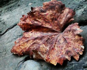 fall-leaves-photography-creative-khadija