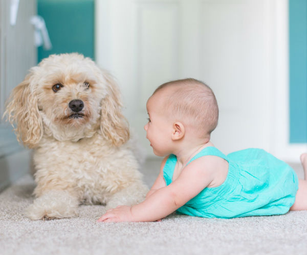 carpet cleaning tips and tricks you should know how to remove stains from carpet