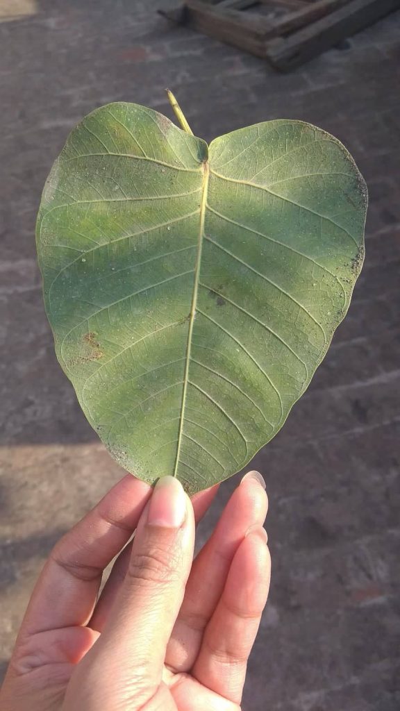 Hello December and Winter in Lahore