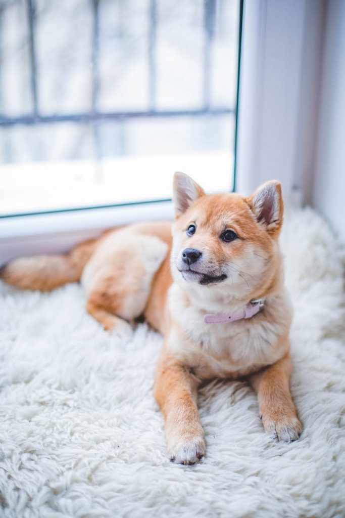 spring cleaning list to remove makeup stains from carpet