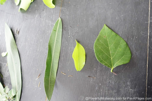 learning about leaves