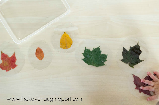 rainbow leaf sorting