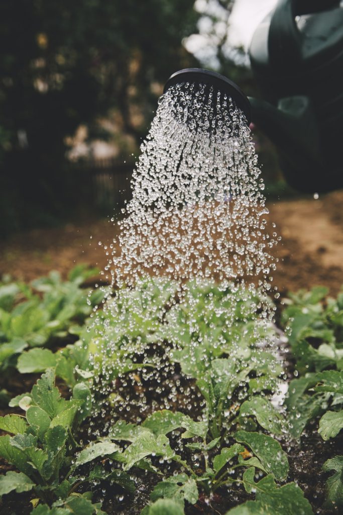 tips for gardening good watering system