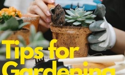 Front-Garden-Ideas-Tips-For-Gardening